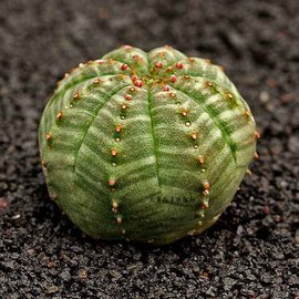 10种常见有趣的植物（10种奇特的自然界植物）