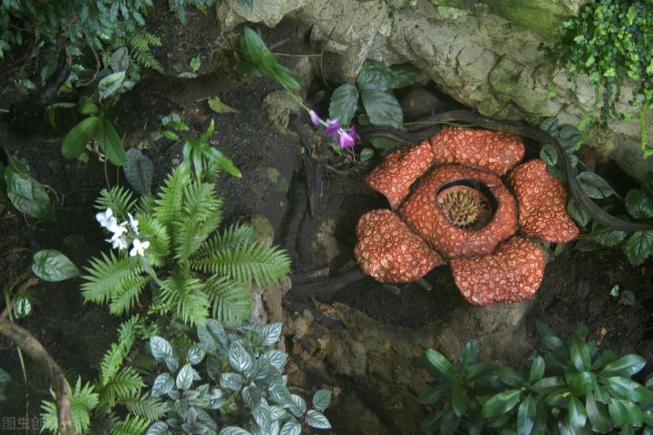 10种常见有趣的植物（10种奇特的自然界植物）