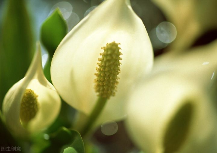 10种常见有趣的植物（10种奇特的自然界植物）