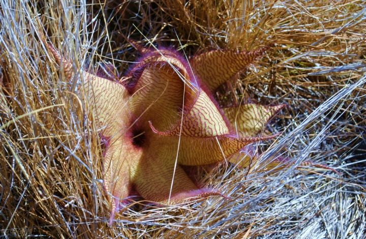 10种常见有趣的植物（10种奇特的自然界植物）