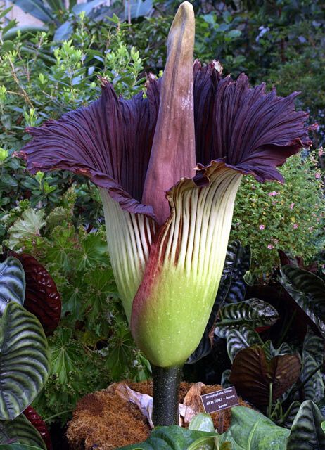 10种常见有趣的植物（10种奇特的自然界植物）