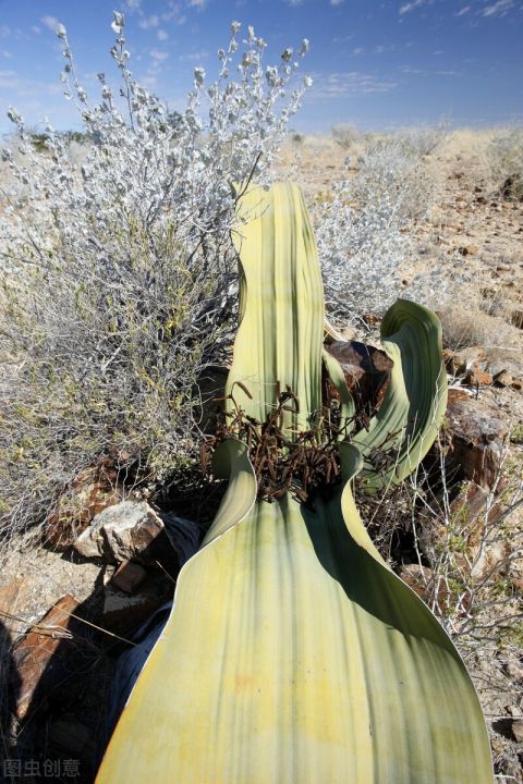 10种常见有趣的植物（10种奇特的自然界植物）
