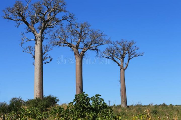 10种常见有趣的植物（10种奇特的自然界植物）