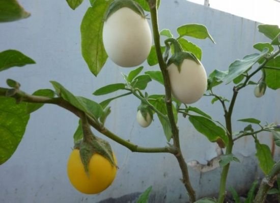 10种常见有趣的植物（10种奇特的自然界植物）