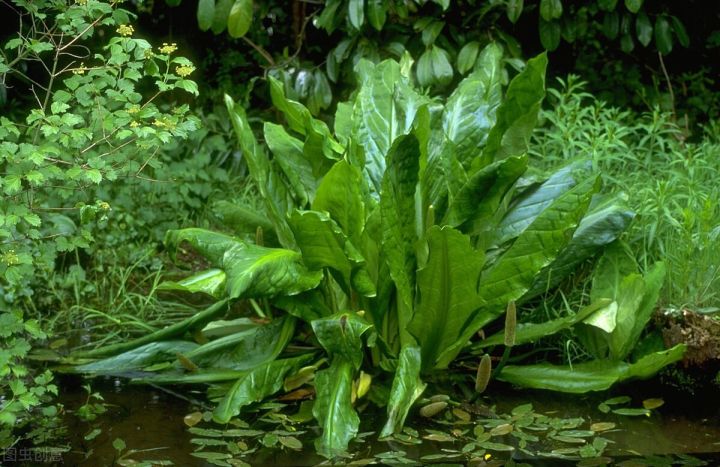 10种常见有趣的植物（10种奇特的自然界植物）