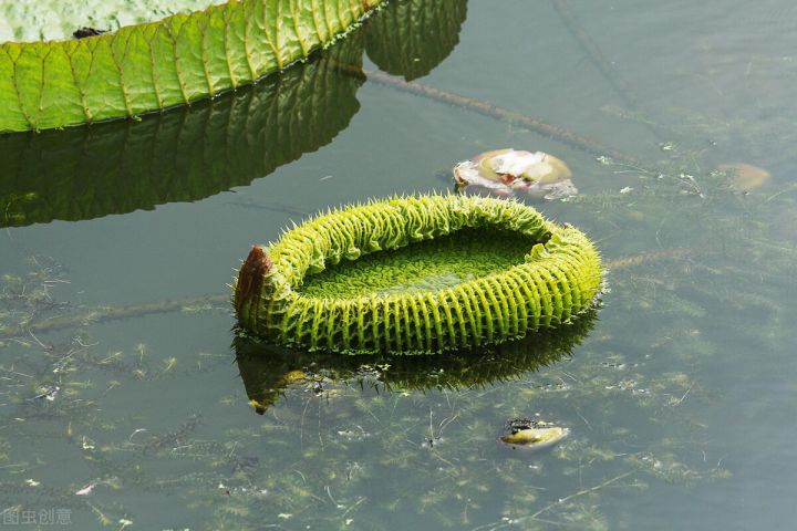 10种常见有趣的植物（10种奇特的自然界植物）