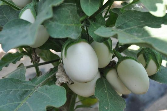 10种常见有趣的植物（10种奇特的自然界植物）