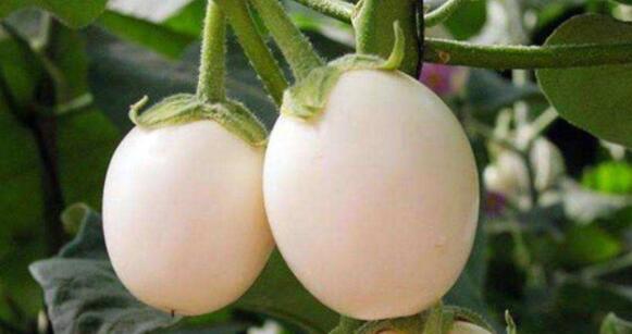 10种常见有趣的植物（10种奇特的自然界植物）