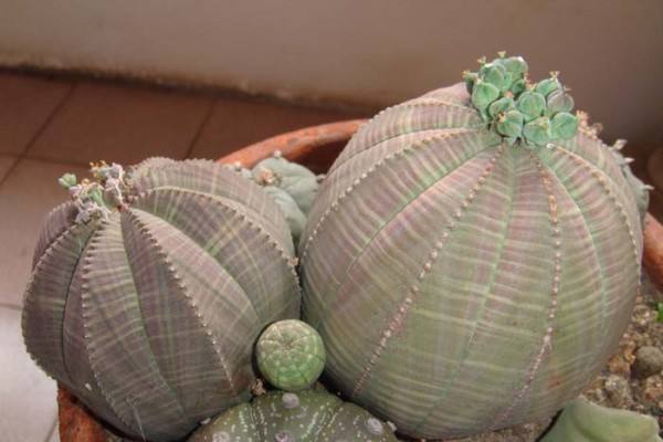 10种常见有趣的植物（10种奇特的自然界植物）