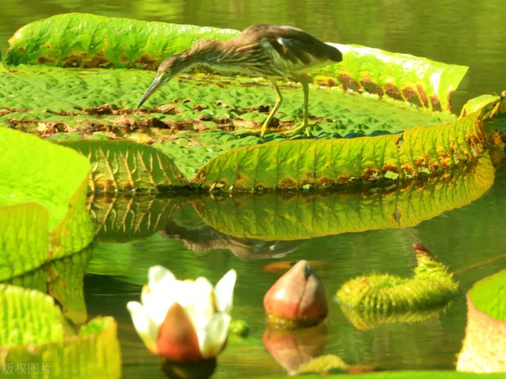 10种常见有趣的植物（10种奇特的自然界植物）