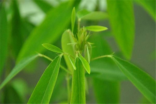 10种常见有趣的植物（10种奇特的自然界植物）