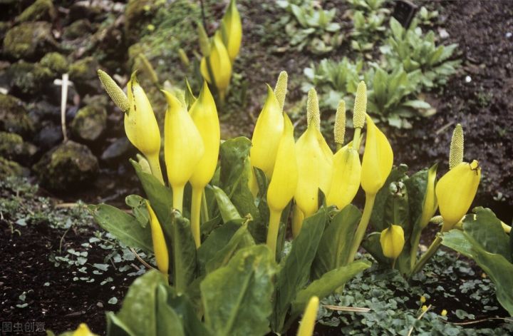 10种常见有趣的植物（10种奇特的自然界植物）