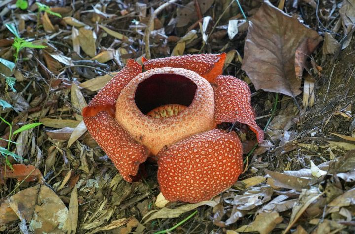 10种常见有趣的植物（10种奇特的自然界植物）