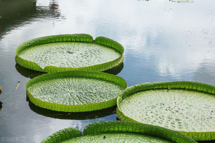 10种常见有趣的植物（10种奇特的自然界植物）