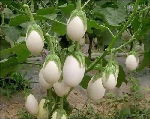 10种常见有趣的植物（10种奇特的自然界植物）