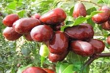 正宗和田玉枣如何鉴别?和田玉枣的鉴别方法是什么? 正宗和田玉枣如何鉴别?和田玉枣的鉴别方法是什么?