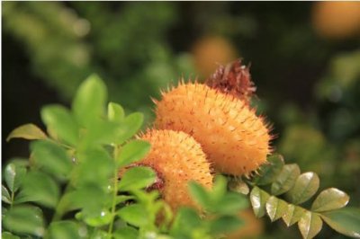 ​刺梨的几种吃法，你试过哪一种？