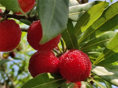 ​苏州东山杨梅