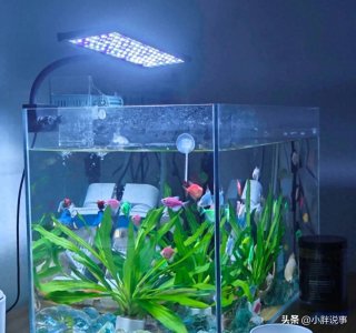 ​原来孔雀鱼是杂食动物，难怪我养不好！网友分享养孔雀鱼的绝招！