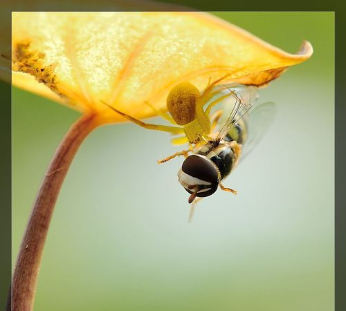 适者生存,胜过七级浮屠什么意思