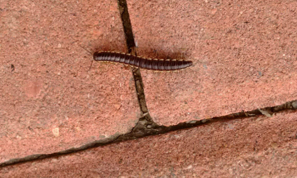 家里有蚰蜒怎么办,家里有蚰蜒怎么办能除根图4