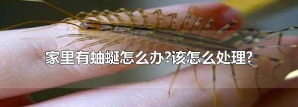 家里有蚰蜒怎么办,家里有蚰蜒怎么办能除根图3