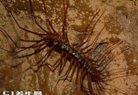 家里有蚰蜒怎么办能除根