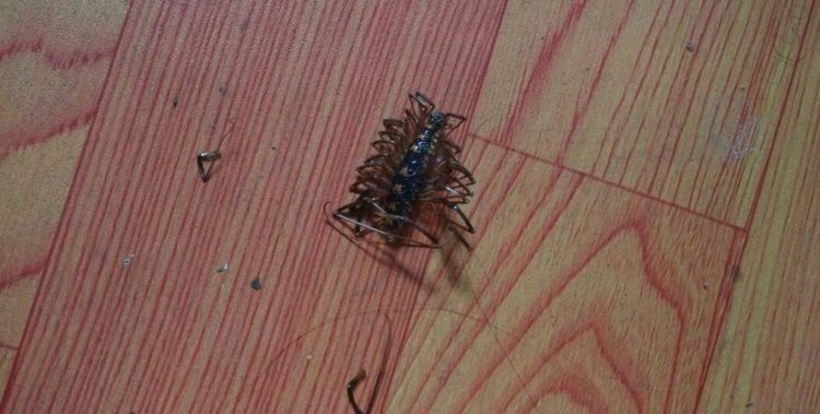 家里出现蚰蜒怎么样消灭干净