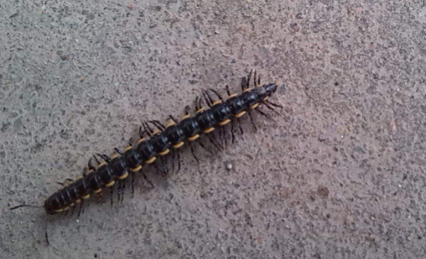 家里有蚰蜒怎么办,家里有蚰蜒怎么办能除根图5