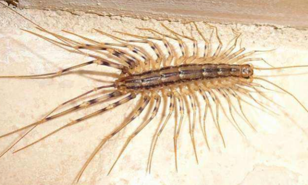 家里有蚰蜒怎么办,家里有蚰蜒怎么办能除根图6