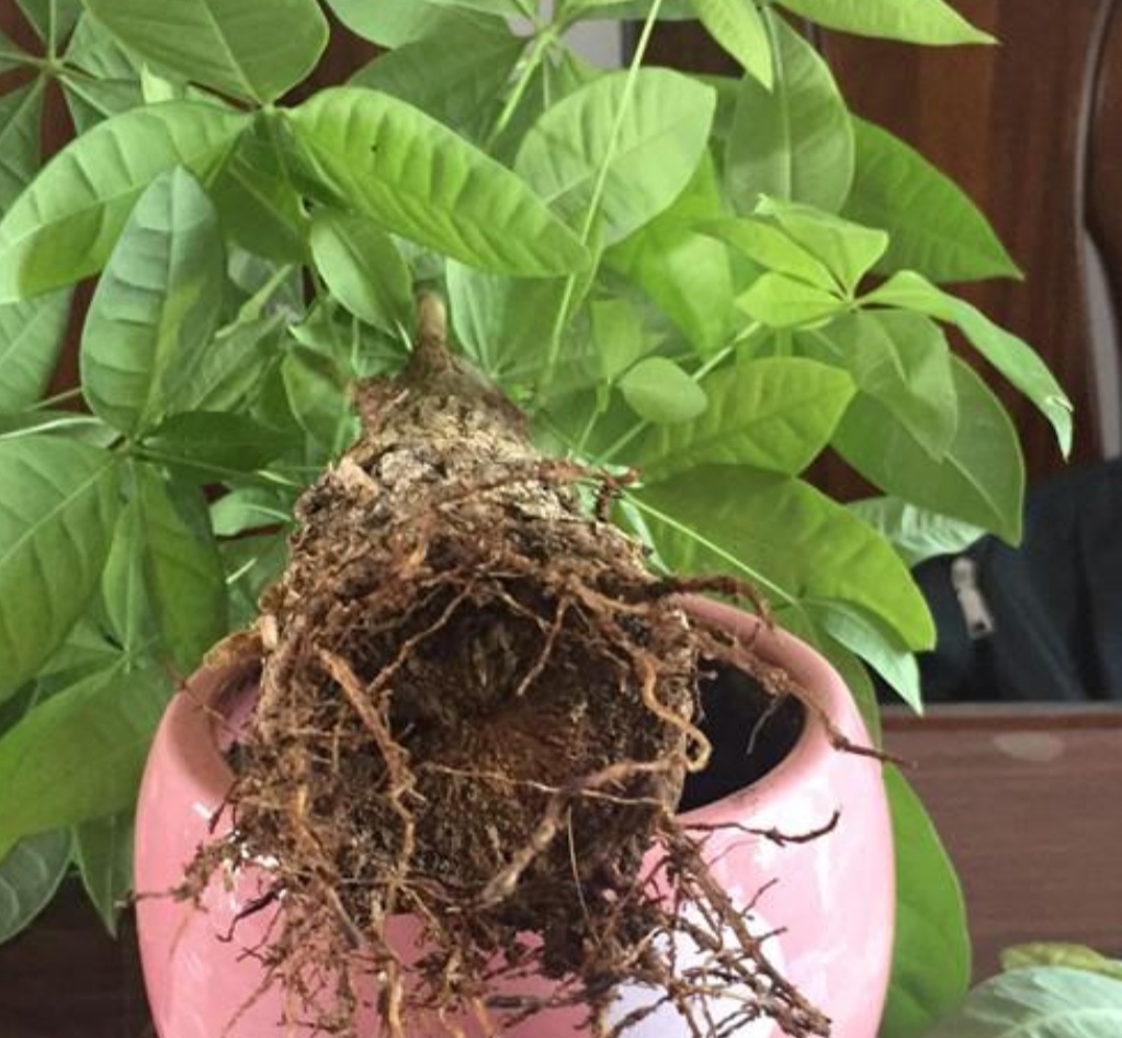 发财树根部腐烂怎么处理救治(教你1招抢救烂根的发财树)