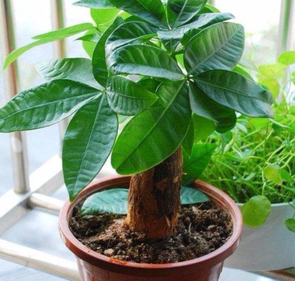 发财树根部腐烂怎么处理救治(教你1招抢救烂根的发财树)