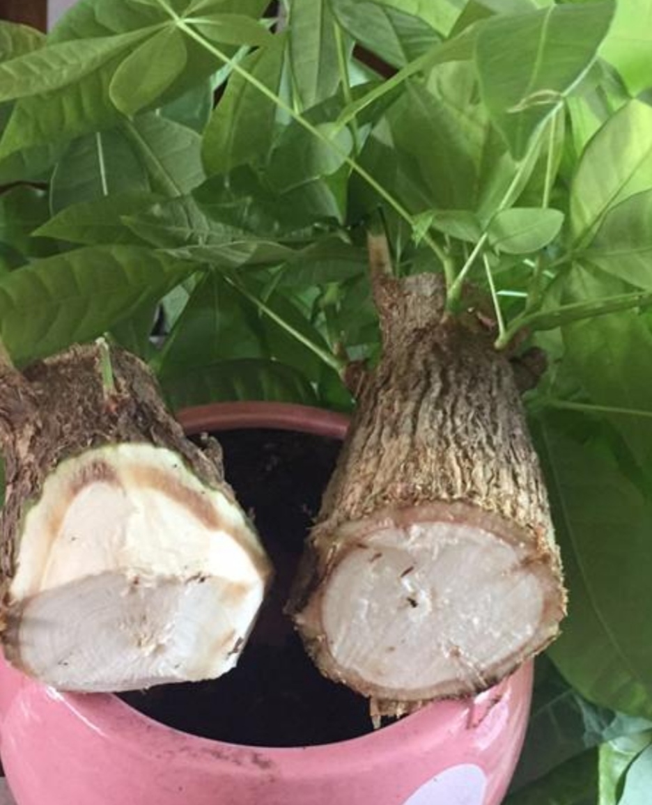 发财树根部腐烂怎么处理救治(教你1招抢救烂根的发财树)