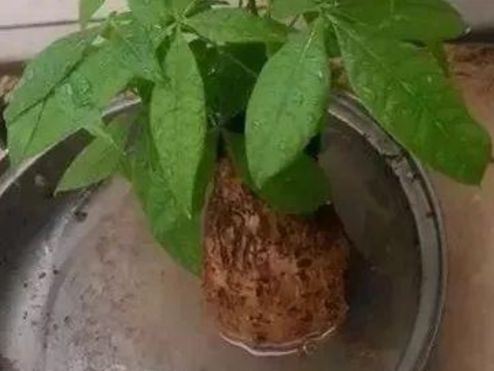 发财树根部腐烂怎么处理救治(教你1招抢救烂根的发财树)
