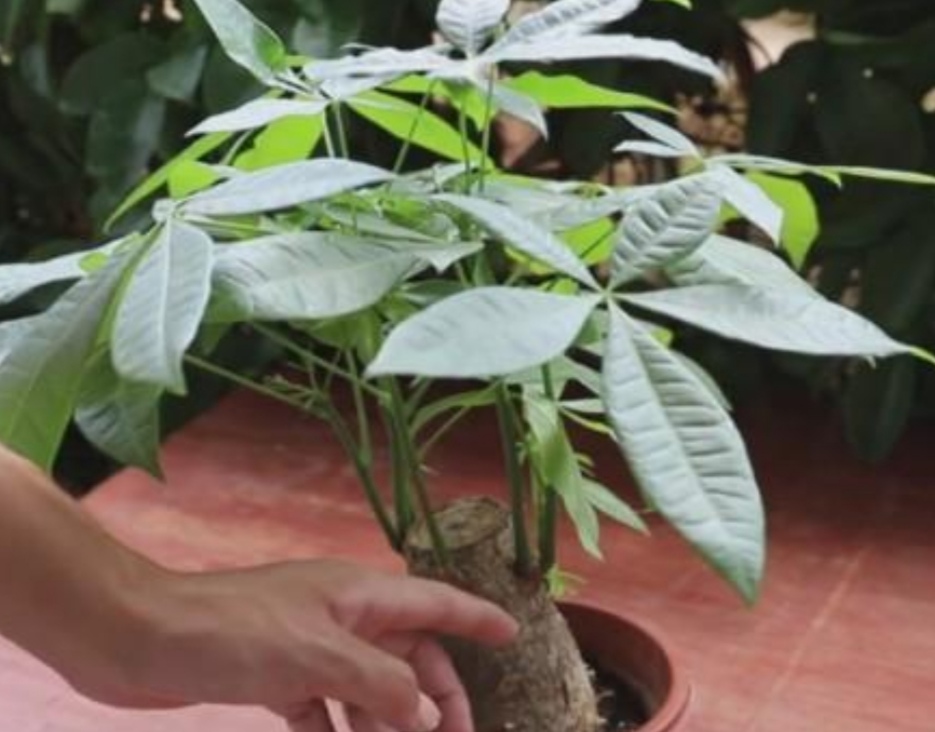 发财树根部腐烂怎么处理救治(教你1招抢救烂根的发财树)