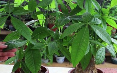 ​发财树根部腐烂怎么处理救治（教你1招抢救烂根的发财树）