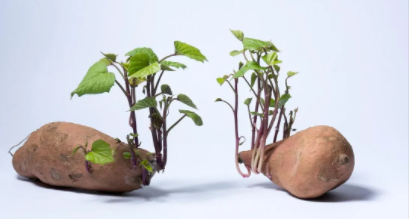 红薯发芽了能不能吃,红薯发芽后是否可以食用了图3