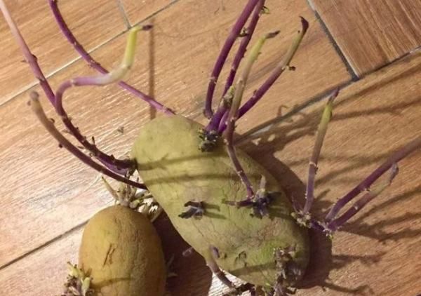 红薯发芽了能不能吃,红薯发芽后是否可以食用了图1