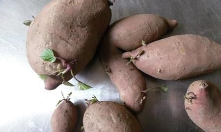 红薯发芽了还可以吃吗有毒吗