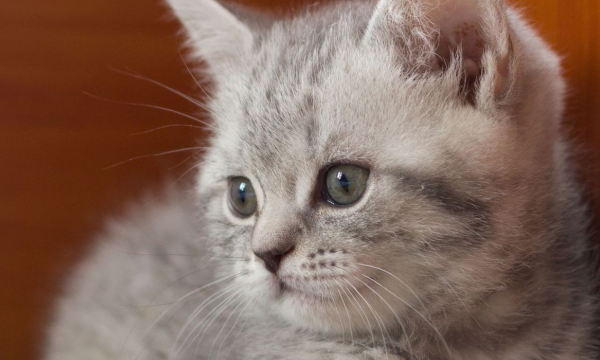 kitty什么意思,Kitty的中文是什么意思图4