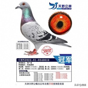 ​天津最大公棚拍卖：决赛十名意外拍出最高价，此鸽有何过人之处？