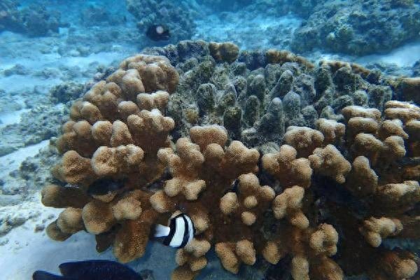 世界上最大的海，珊瑚海