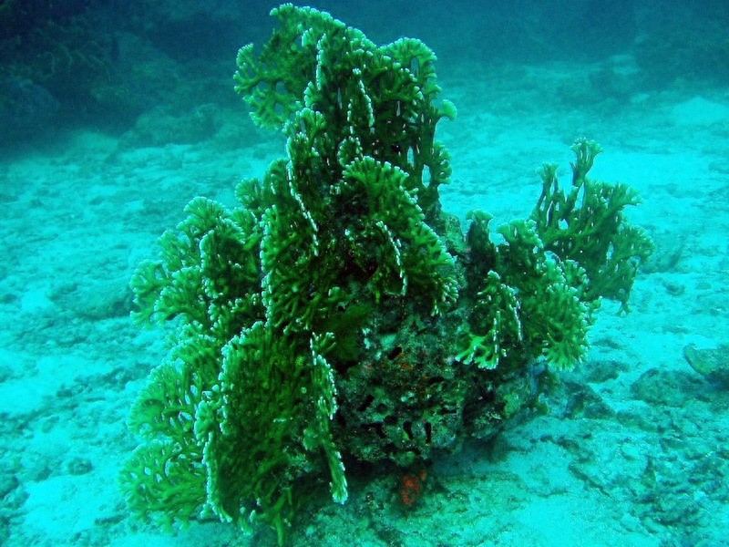 世界上最大的海，珊瑚海