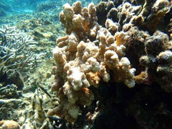 世界上最大的海，珊瑚海