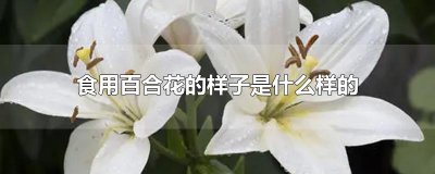​食用百合花的样子是什么样的