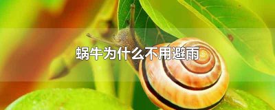 ​蜗牛为什么不用避雨