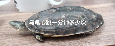 ​乌龟心跳一分钟多少次