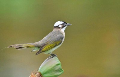 ​白头翁这种鸟值得饲养吗？