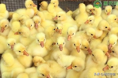 ​小鹅苗多少钱一只？鹅的常见种类有哪些？