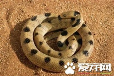 ​宠物蛇有什么品种 蛇的种类有3000多种